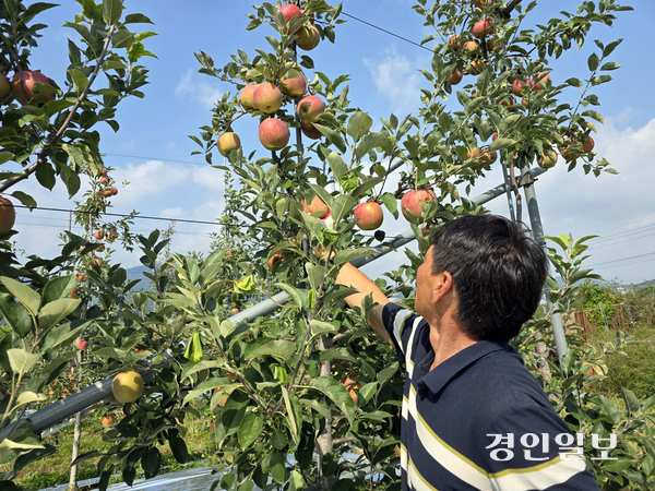 1일 오전 포천의 한 사과농장에서 나무에 열린 사과를 수확하고 있다. 포천은 일교차가 크고 서늘한 기후로 인해 사과를 키우기에 좋은 환경을 갖추고 있다. 2025.10.1 /구민주기자 kumj@kyeongin.com