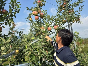 기후변화가 바꾼 작물지도… 경기북부 ‘명품사과’ 책임