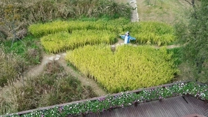 추석 연휴, 안산 대부도 바다향기수목원에서 가을꽃 구경하세요