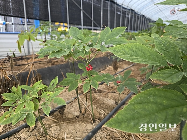 여주의 인삼 농장에서 자라고 있는 인삼에 열매가 달려있는 모습. 2025.10.2 /구민주 기자 kumj@kyeongin.com