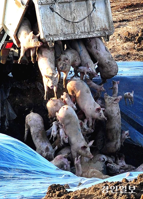 2012년 1월 2일 김포시 월곶면 구제역이 발생한 돼지 사육농장에서 방역당국이 살아 있는 돼지들을 덤프트럭에 실어 불법 생매장 하기 위해 살처분용 구덩이에 쏟아붓고 있다. /경인일보DB