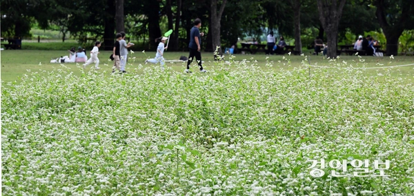 추석 연휴 마지막 날인 9일 오후 수원 탑동시민농장을 찾은 시민들이 즐거운 시간을 보내고 있다. 2025.10.9 /임열수기자 pplys@kyeongin.com