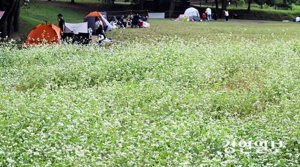 추석 연휴 마지막 날인 9일 오후 수원 탑동시민농장을 찾은 시민들이 즐거운 시간을 보내고 있다. 2025.10.9 /임열수기자 pplys@kyeongin.com
