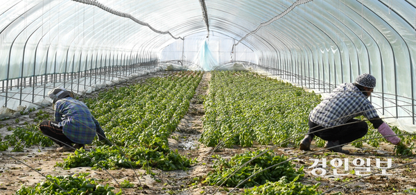 우리 정부의 단속 방식은 기습적이고 폭력적이다. 이 과정에서 큰 부상을 입거나 임신 여성이 유산하는 사태까지 발생하는 등 인권침해가 반복되고 있다. 사진은 기사 내용과 관련 없음. /경인일보DB