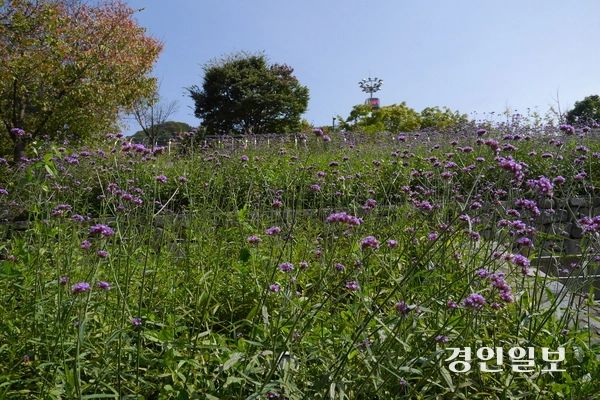 안양 병목안시민공원 잔디광장으로 오르는 언덕에는 사계절 꽃이 피어나는 계단식 사계절정원이 조성돼 있다. 보랏빛 가을꽃이 핀 사계절정원 아래에는 황토 맨발걷기 체험길도 만들어져 시민들이 즐겨찾는다. 2025.10.2. 안양/박상일기자 metro@kyeongin.com