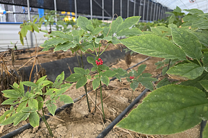 [경인 Pick] ‘전국 3위’ 인삼 생산량 자랑… 가격하락·기후변화 ‘뿌리 흔들’