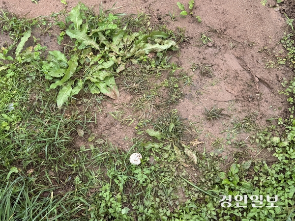 시민 농장에서 발견된 골프공. 2025.10.10 /마주영기자 mango@kyeongin.com