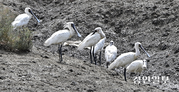 지난 8일 인천시 옹진군 영흥면의 한 갯벌에서 저어새 무리가 휴식을 취하고 있다. 세계자연보전연맹은 최근 저어새의 멸종위기등급을 위기에서 취약으로 한단계 낮춘 것으로 확인됐다. 2025.10.8 /조재현기자 jhc@kyeongin.com