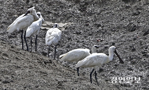 지난 8일 인천시 옹진군 영흥면의 한 갯벌에서 저어새 무리가 휴식을 취하고 있다. 세계자연보전연맹은 최근 저어새의 멸종위기등급을 위기에서 취약으로 한단계 낮춘 것으로 확인됐다. 2025.10.8 /조재현기자 jhc@kyeongin.com