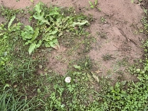 “골프공 날아와 땅에 박혀”… 시민 안전 위협하는 골프장