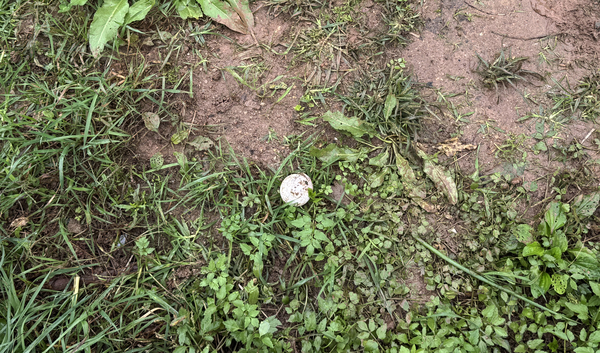 시민 농장에서 발견된 골프공. 2025.10.10 /마주영기자 mango@kyeongin.com