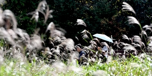 [포토] 억새밭 사이 가을 성큼