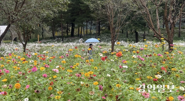 13일 비가 내리는 가운데 가평군 자라섬 남도 꽃 정원을 찾은 관람객들이 백일홍과 구절초가 어우러진 꽃밭을 산책하고 있다. 2025 자라섬꽃(가을) 페스타는 지난달 13일 개막해 지난 12일 폐막했지만 구절초, 국화, 핑크뮬리 등 일부 꽃들이 만개, 당분간은 방문객의 발길이 이어질 것으로 전망된다. 2025.10.13 가평/김민수기자 kms@kyeongin.com