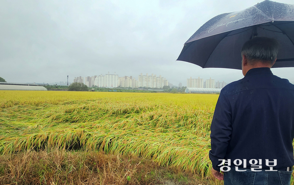 13일 김포시에서 벼농사를 짓는 송모씨가 수확을 앞두고 가을비로 인해 쓰러진 벼를 바라보고 있다. 2025.10.13 /김형욱기자 uk@kyeongin.com