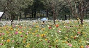 [포토] 2025 자라섬꽃(가을) 페스타 폐막… 폐막 후에도 방문객 발길 이어져