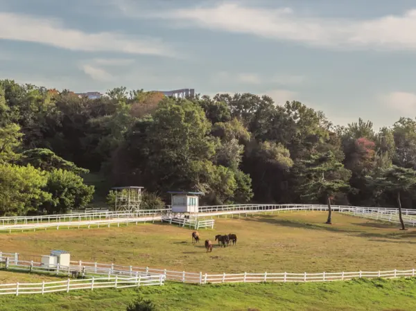 도심에서 만나는 목가적 풍경, 원당종마목장. /고양시제공