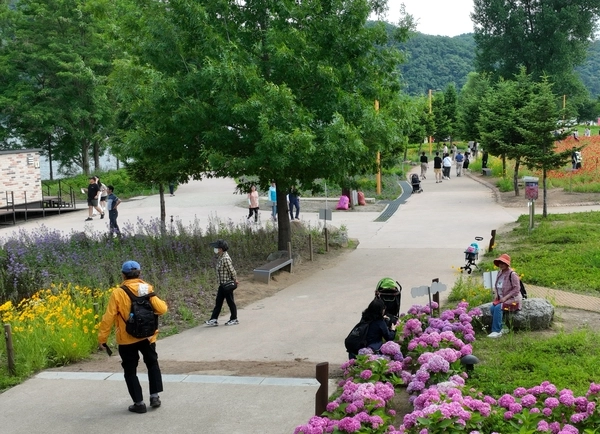 2023년 6월 수국동산 남쪽 진입로 경계석이 야자매트 등으로 메워져 휠체어 등 사용이 용이하게 돼있다. /독자 제공