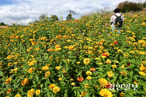 16일 오후 평택시 농업생태원에서 열린 ‘2025 경기정원문화박람회’를 찾은 시민들이 활짝 핀 백일홍 사이를 거닐며 가을 정취를 만끽하고 있다. 2025.10.16 /최은성기자 ces7198@kyeongin.com