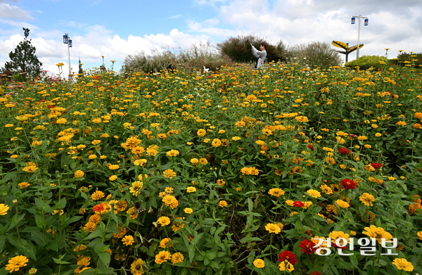 16일 오후 평택시 농업생태원에서 열린 ‘2025 경기정원문화박람회’를 찾은 시민들이 활짝 핀 백일홍 사이를 거닐며 가을 정취를 만끽하고 있다. 2025.10.16 /최은성기자 ces7198@kyeongin.com