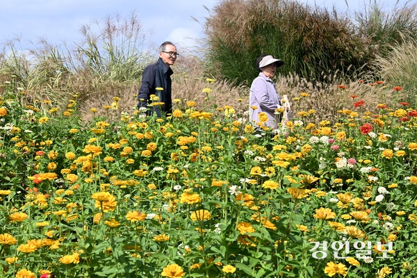 16일 오후 평택시 농업생태원에서 열린 ‘2025 경기정원문화박람회’를 찾은 시민들이 활짝 핀 백일홍 사이를 거닐며 가을 정취를 만끽하고 있다. 2025.10.16 /최은성기자 ces7198@kyeongin.com