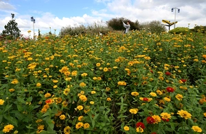 [화보] 백일홍 꽃길 거닐며
