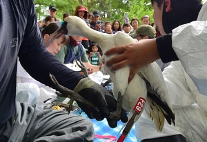 ‘가락지’로 추적하는 저어새 월동 경로… 올해 남동유수지에선 15마리에 빨간 가락지