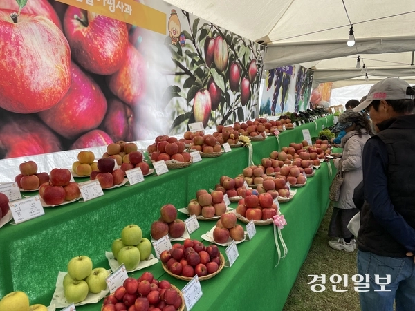 22일 가평군 자라섬 서도 잔디광장에서 ‘제32회 가평군 농업인 한마당 큰 잔치’가 열렸다. 이날 우수농업인 시상식에서는 이성우(설악면)씨가 최우수상의 영예를 안았고 우수농산 품평회에서는 쌀(참드림) 부문에서 남영우(설악면)씨, 포도(캠벨얼리)부문에서 김종순(조종면)씨, 사과(후지) 부문에서 정태호(설악면)씨가 각각 최우수상을 받았다. 2025.10.22 가평/김민수기자 kms@kyeongin.com