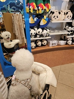 올해 가을은 반려견과 에버랜드 어때요?… ‘가을을 함께하개’