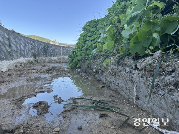 레미콘공장에서 한차례 농수로를 준설한 후 벽면을 따라 회색빛 슬러지 추정 물질이 단층을 형성하고 있다. 2025.7.29 /조경욱기자 imjay@kyeongin.com