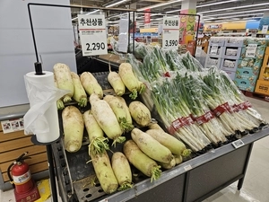 무름병에 배춧값 ‘비상’… 김장철 한숨 깊어진다