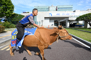 [영상+] “소 타고 왔소” 7km 달려 수원시청행… 민원 넣으러 왔다