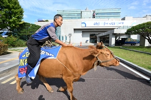 [영상+] “소 타고 왔소” 7km 달려 수원시청행… 민원 넣으러 왔다