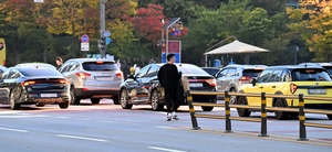 [포토] 아찔 ‘무단횡단’… 두려운 건 운전자