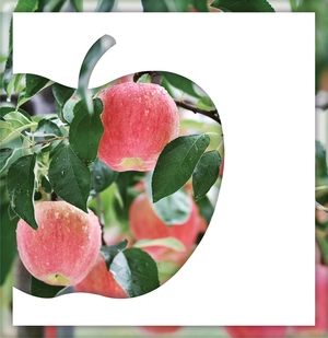 [新팔도핫플레이스] 대한민국 명품사과 진면목 한눈에… ‘청송사과축제’ 내달 2일까지