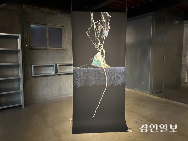 조성연 작가 作 ‘still alive’. 2025.10.30/백효은기자100@kyeongin.com