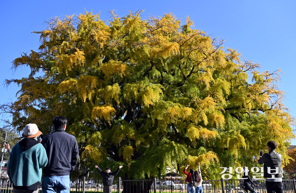 국가문화유산 천연기념물 장수동 은행나무에 2일 시민과 관광객 다수가 발걸음을 해 노랗게 물들어가는 나무를 배경으로 기념사진을 찍고 있다. 수령 800년이 넘은 장수동 은행나무는 단풍이 물드는 계절마다 시민이 찾는 명소로 사랑받고 있다. 2025.11.2 /김용국기자 yong@kyeongin.com