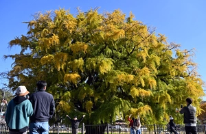 [포토] 800살 넘은 장수동 은행나무 인기