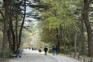 “가을이 으뜸” 단풍철 맞은 국립수목원… 둘레길도 복구 ‘북적’