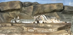 반달곰 대신 울프독… ‘실내전시 비판’에 동물만 교체