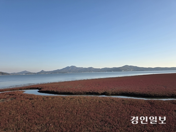 강화 석모도 칠면초(나문재) 군락지의 붉게 물든 모습이 바다와 하늘과 묘한 대조를 이룬다. 2025.11.4 /정진오기자 schild@kyeongin.com