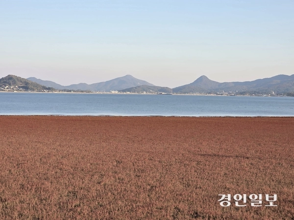 강화 석모도 칠면초(나문재) 군락지의 붉게 물든 모습이 바다와 하늘과 묘한 대조를 이룬다. 2025.11.4 /정진오기자 schild@kyeongin.com