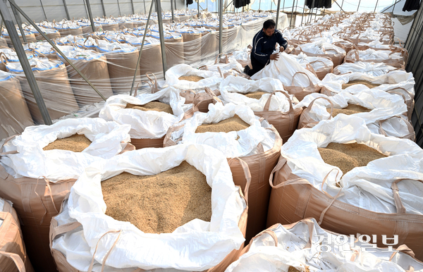 최근 잦은 비로 인해 출하 시기가 지연된 쌀과 찹쌀 등 곡물의 가격이 오름세를 보이고 있다. 5일 경기도내 한 미곡종합처리장(RPC) 창고에서 관계자가 벼 포대를 정리하고 있다. 2025.11.5 /최은성기자 ces7198@kyeongin.com