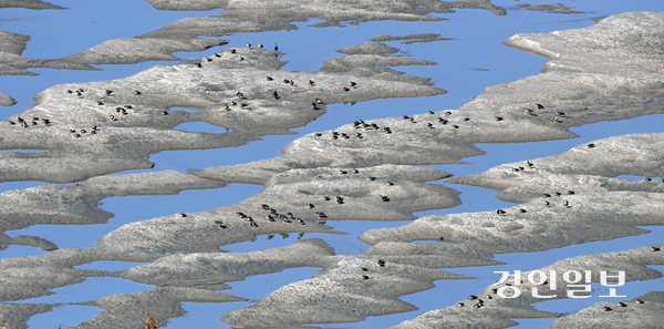 5일 오후 인천 강화군 평화전망대에서 바라본 한강 하구의 풀등에서 새들이 휴식을 하고 있다. 2025.11.5 /조재현기자 jhc@kyeongin.com