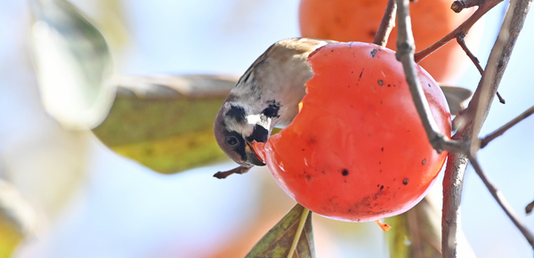 빨갛게 익은 감 참새가 냠냠