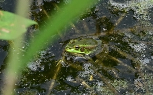 멸종위기종 개체수 관리 투명해진다… ‘깃대종’ 체계적 보호 기대