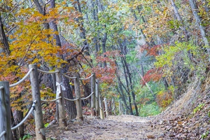 경기관광공사 추천… 경기도 가볼만한 숲길 4곳