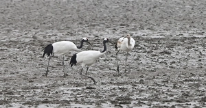 [포토] 강화 갯벌서 먹이 찾는 두루미