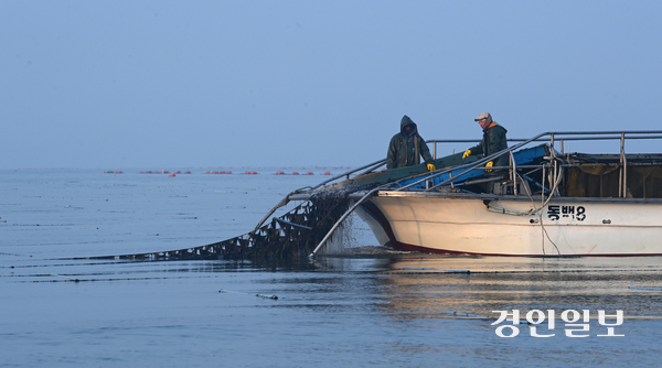 11일 경기도가 공개한 2026년도 예산안에 따르면 ‘고품질 김 생산 지원’ 예산은 1억3천685만원으로 지난해 1억9천550만원 대비 약 30% 삭감됐다. 사진은 화성시 궁평항 일대 김 양식장에서 어부들이 김을 수확하는 모습. /경인일보DB