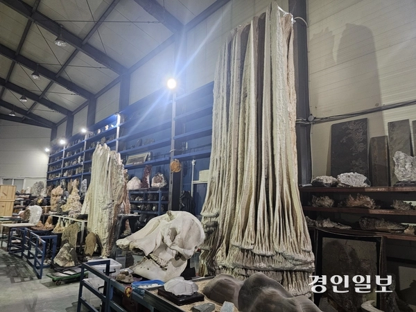 박물관 수장고에 위치한 최대 규모의 종유석. 2025.11.4 남양주/이종우기자 ljw@kyeongin.com