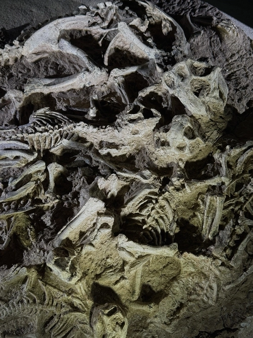 상설전시실에 전시된 프시타코사우루스 가족공룡 화석. /우석헌자연사박물관 제공